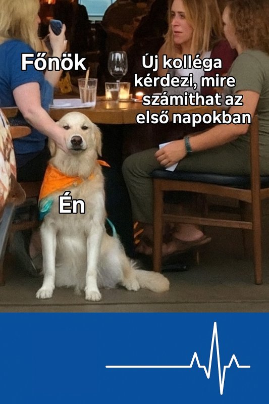 Amikor az új kolléga túl sokat kérdez…