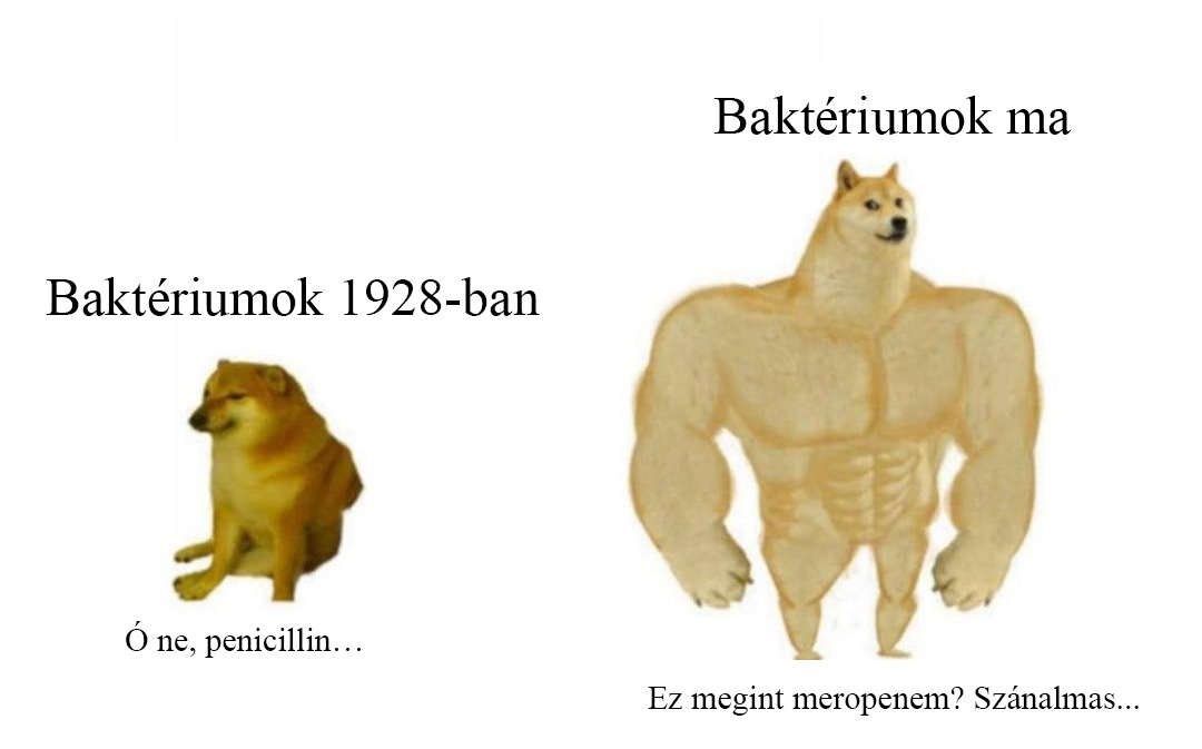 Antibiotikum rezisztencia röviden