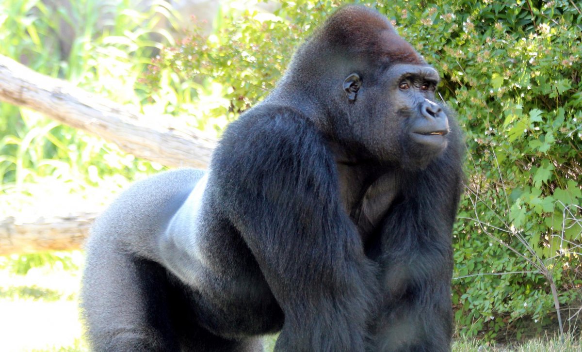 Miami Zoo – Barney, az ezüsthátú gorilla különleges vizsgálata